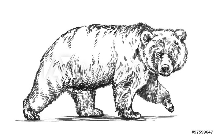 Picture of Black and white engrave isolated vector bear